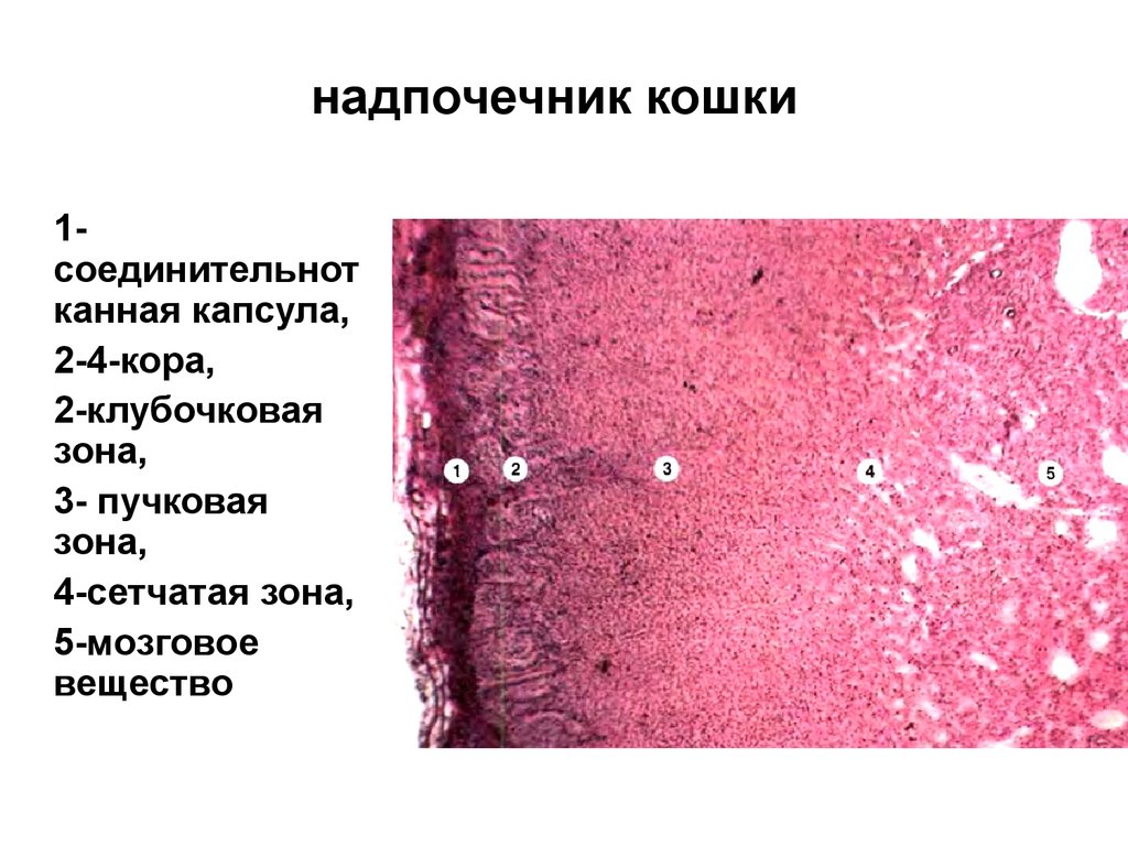 Надпочечники рисунок гистология