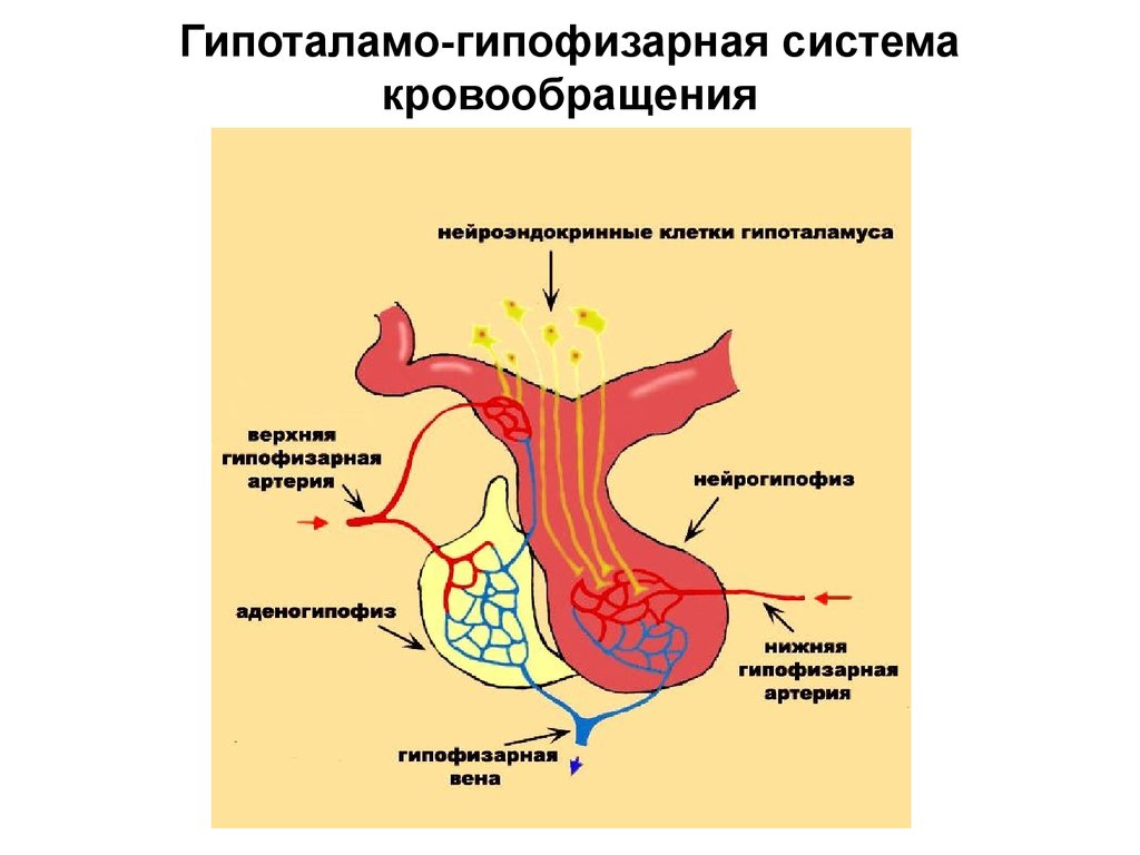 Гипоталамо гипофизарная система гистология рисунок