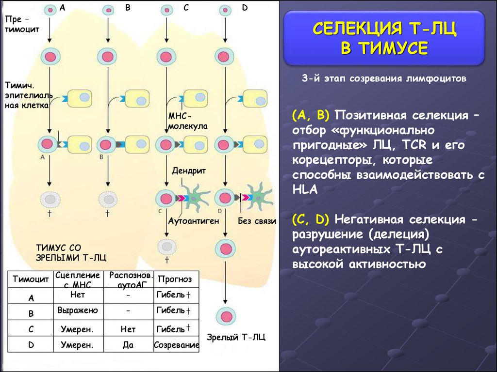 Количество т клеток. Отбор т лимфоцитов в тимусе. Механизмы селекции т лимфоцитов в тимусе. Селекция отбор т -лимфоцитов в тимусе. Этапы развития т лимфоцитов в тимусе.