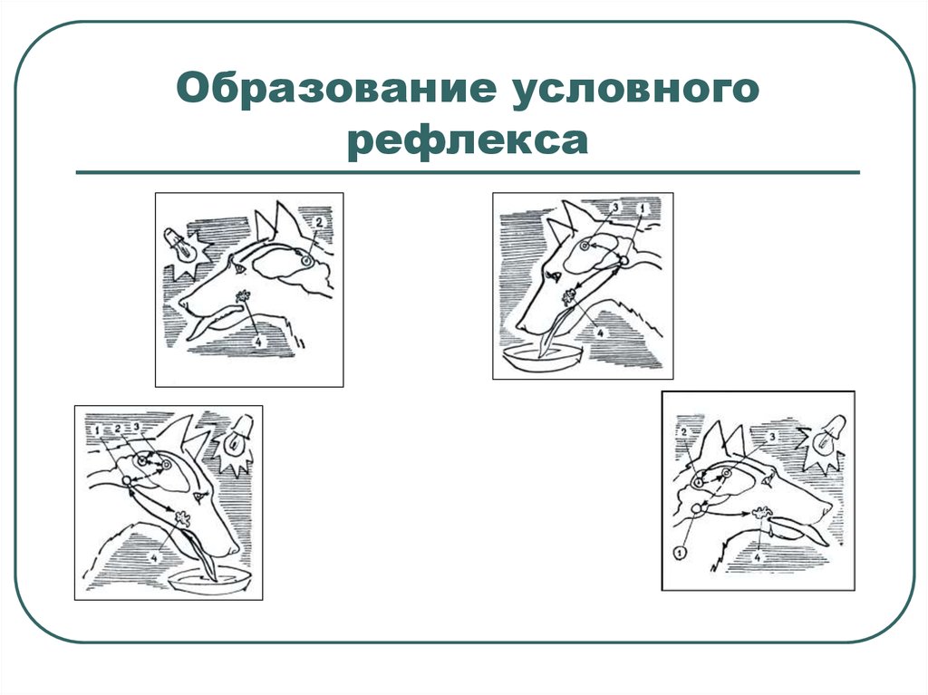 Образование условных рефлексов