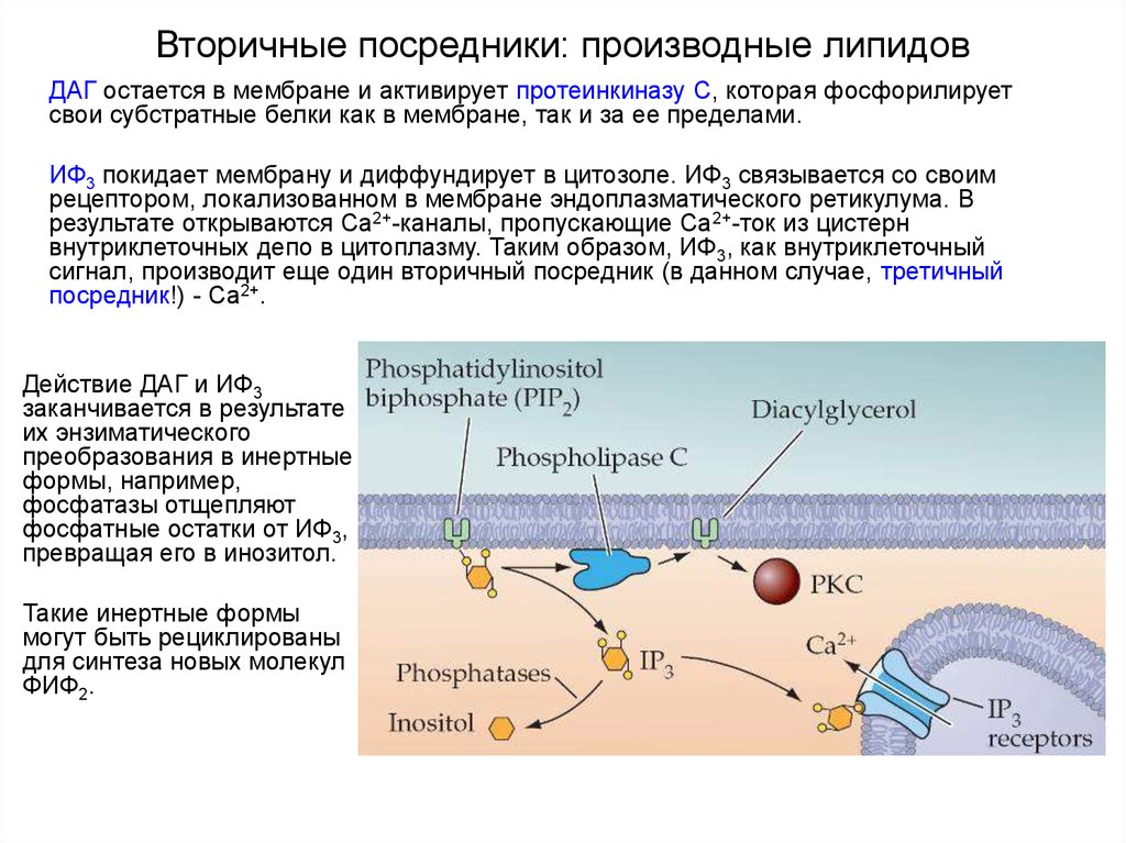Синтез липидов мембраны