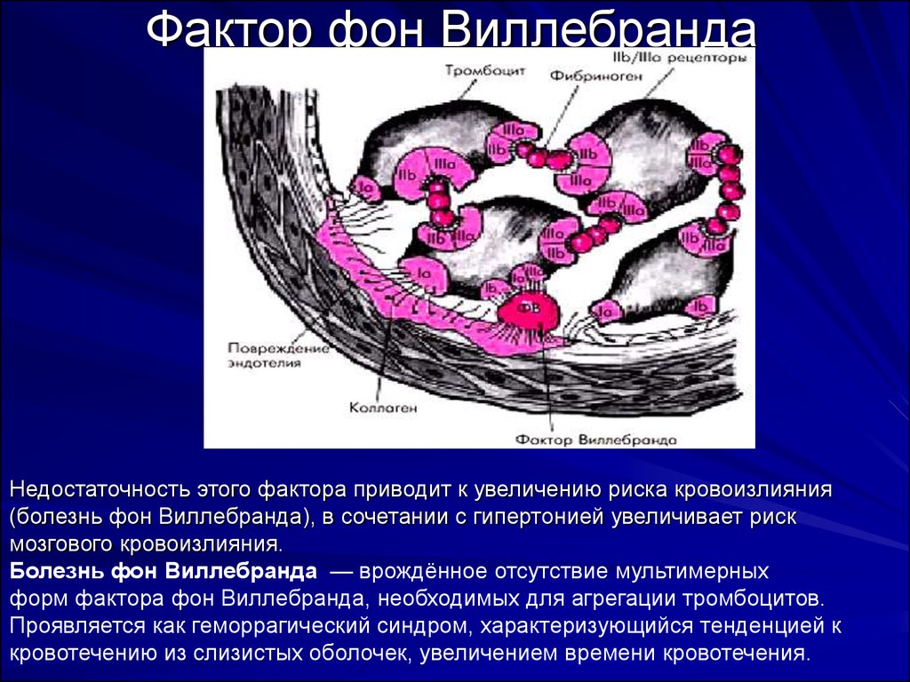Фактор привел к увеличению. Фактор фон Виллебранда. Фактор фонд вилпебрада. Болезнь фактора фон Виллебранда. Недостаточность фактора Виллебранда.