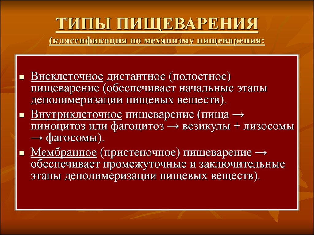 Внутриклеточное пищеварение картинки