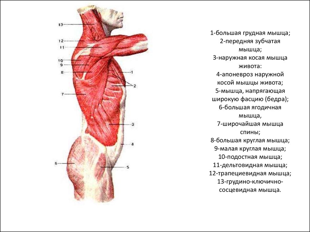Лк мышца