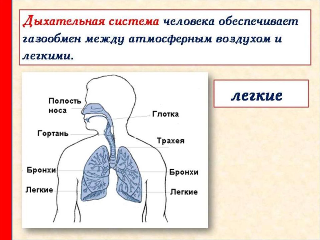Дыхание и память читать. Дыхательная система человека. Схема дыхательной системы. Дыхательная система человека органы дыхания. Система дыхания человека схема.