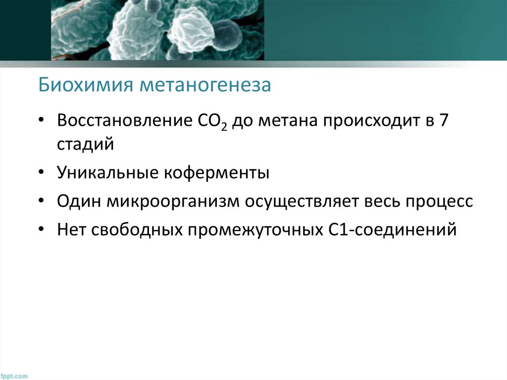 Восстановление метана. Биохимия метаногенеза. Этапы метаногенеза. Метаногенез бактерий. Стадия метаногенеза происходит.