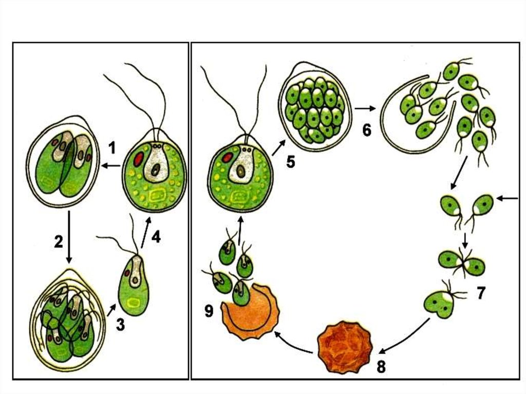 Развитие одноклеточных водорослей. Жизненный цикл хламидомонады. Жизненный цикл хламидомонады схема. Цикл развития хламидомонады рисунок. Цикл хламидомонады схема.