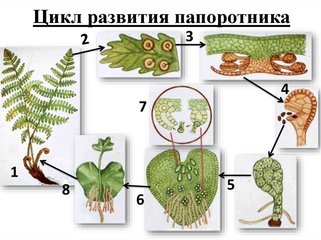 Многоклеточный гаметофит