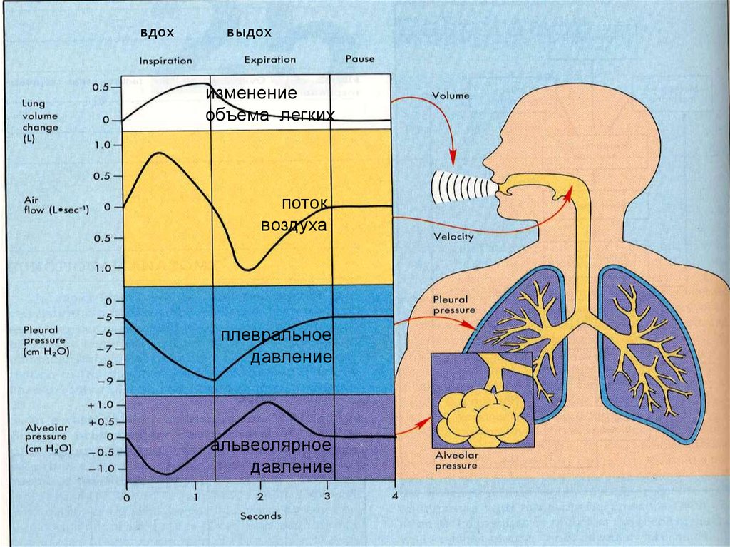 Выдох давление в легких. Физиология дыхания. Физиология дыхательной системы человека. Система дыхания физиология. Легочное дыхание физиология.