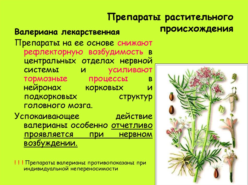 Соединения растительного происхождения. Препараты растительного происхождения. ЛРС растительного происхождения. Лекарственные растения ноотропы. Растения ноотропы.