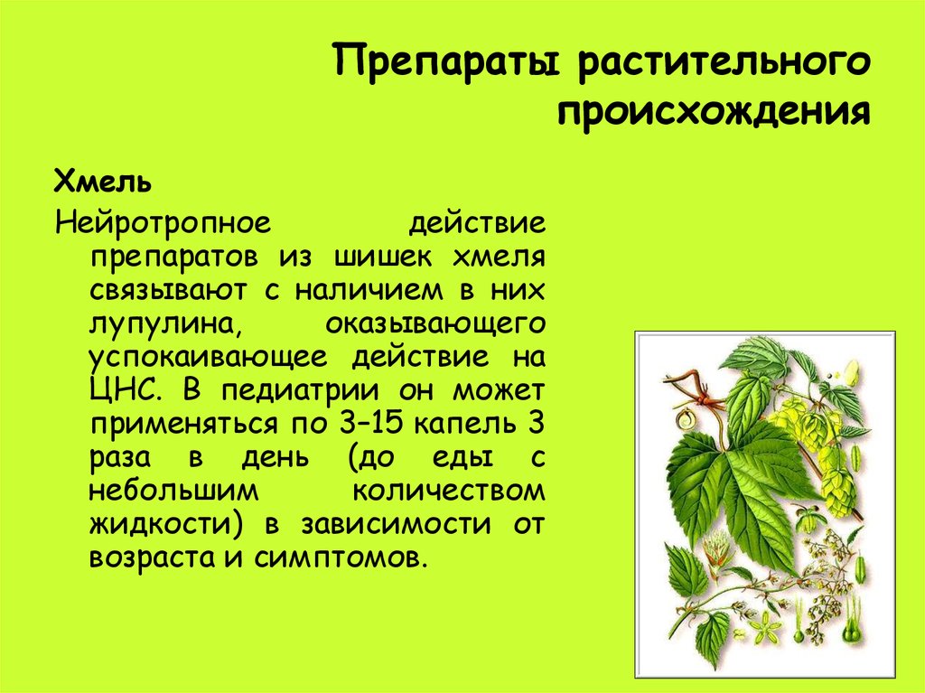 Лекарства растительного происхождения. Растительные препараты. Препараты из хмеля. Первые лекарственные препараты растительного происхождения.