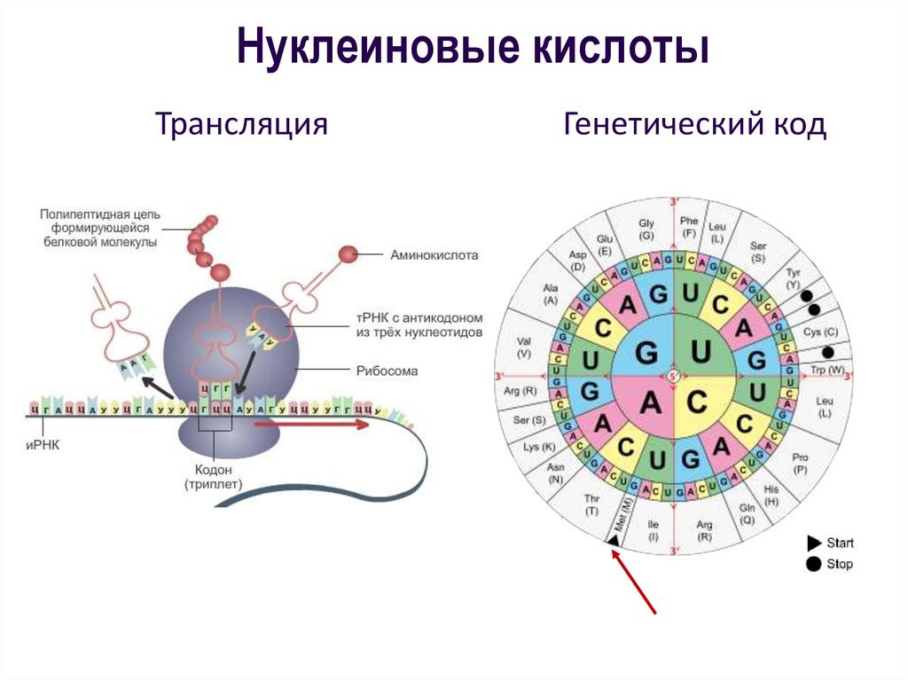 Генетическая единство