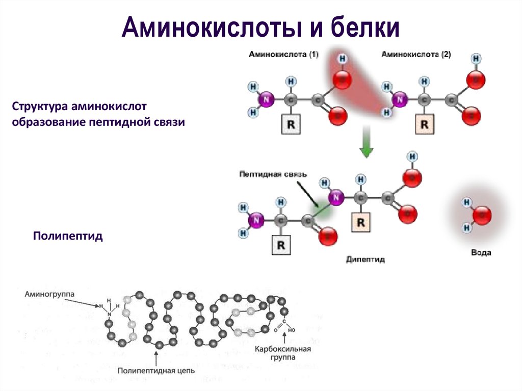Соединение нуклеиновых кислот и белков