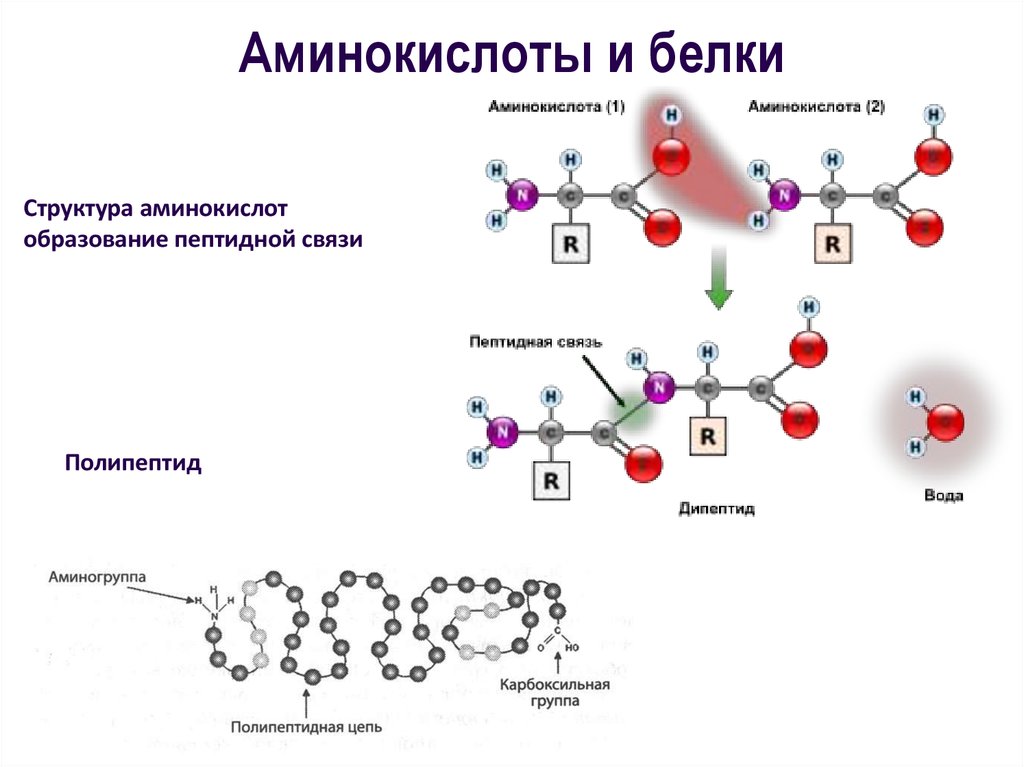 Белки кислоты