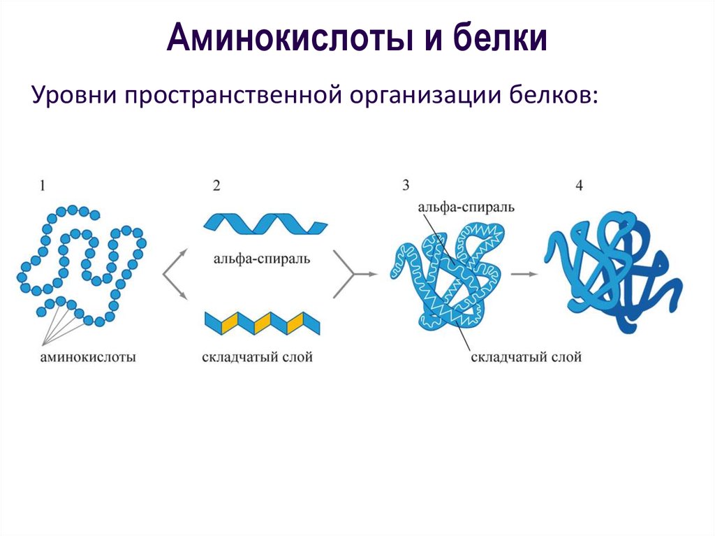 Соединение нуклеиновых кислот и белков