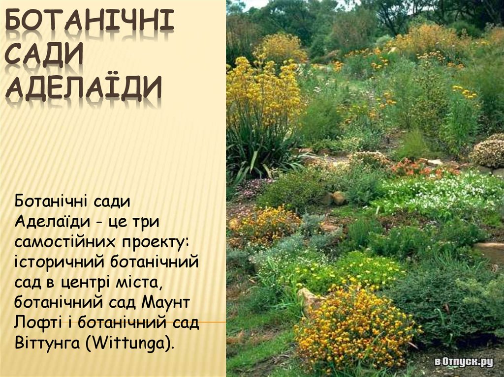 Аделаїда - столиця півдня Австралії - презентация онлайн