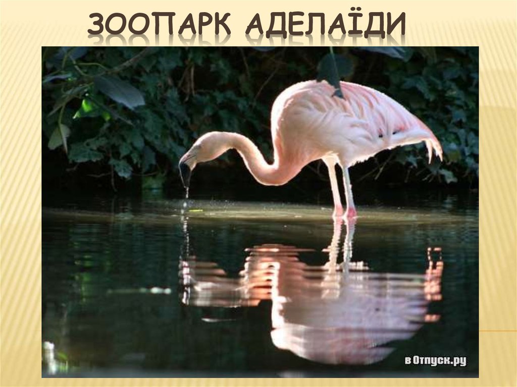 Зоопарк Аделаїди