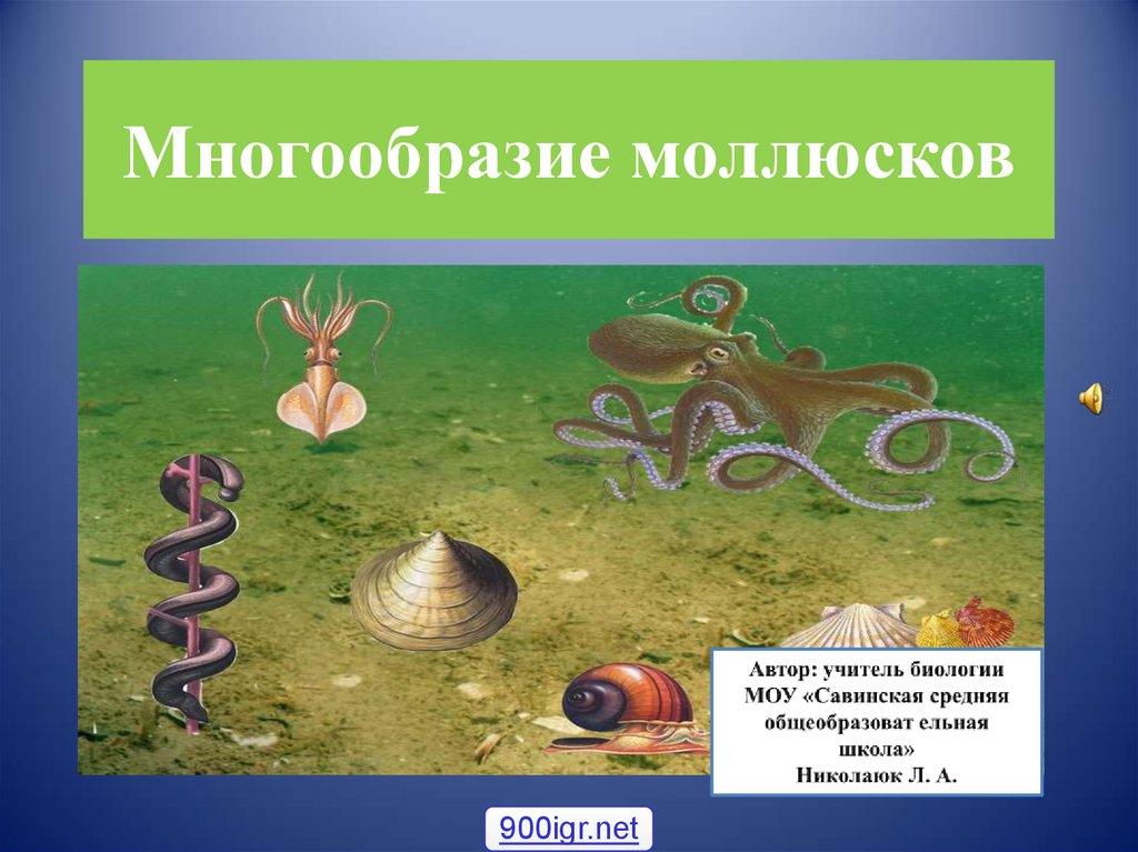 Тест по биологии ракообразные 8 класс. Многообразие моллюсков. Многообразие ракообразных. Моллюски паразиты примеры. Примеры Трупоеды моллюсков.