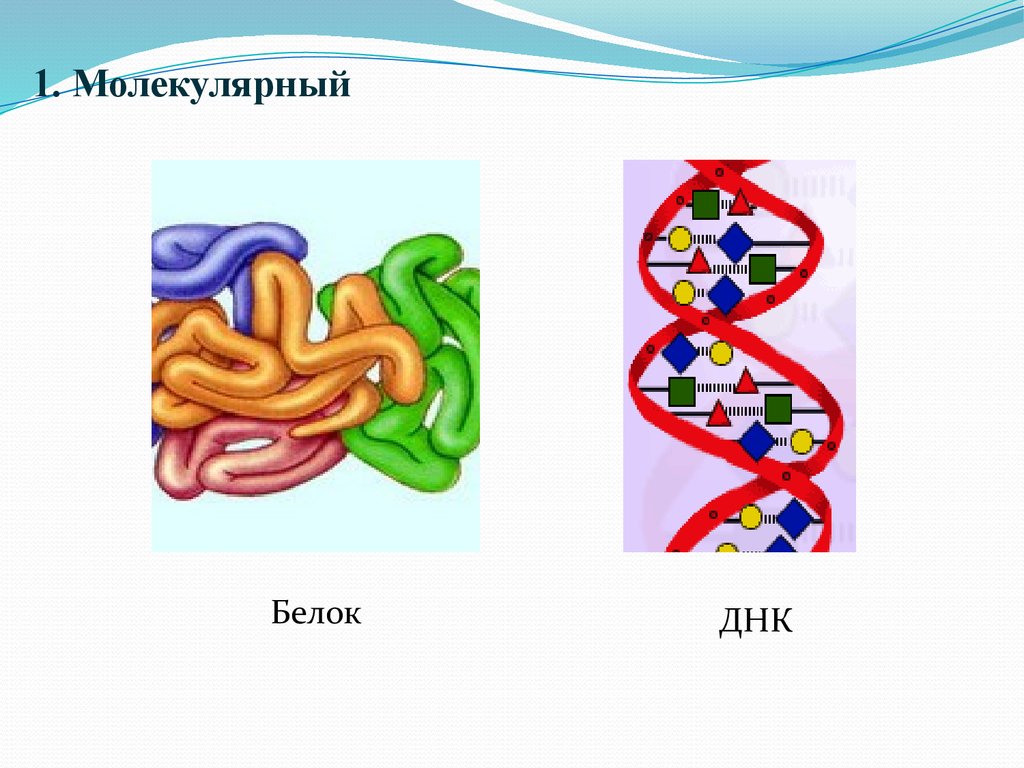 1. Молекулярный