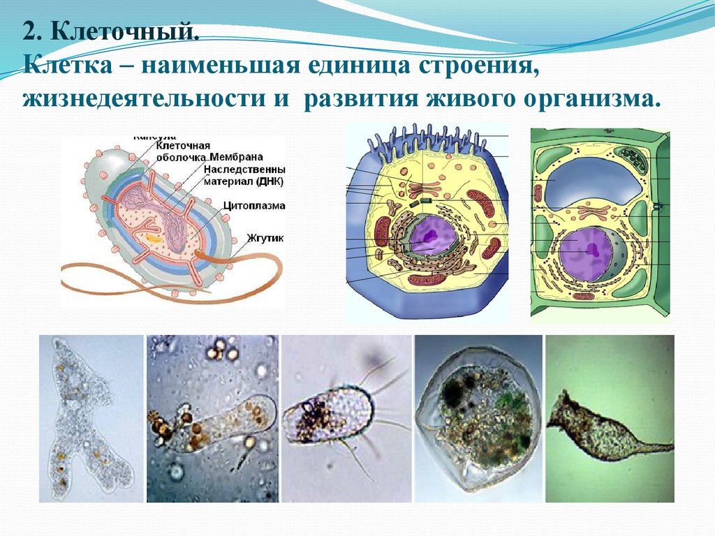 Проект большой мир маленьких клеток