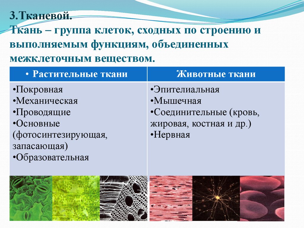 Какие ткани имеются в растениях. Тканевый уровень организации живой материи. Функции соединительной ткани 5 класс биология. Структура и функции клеток и тканей животных. Группы тканей животных.