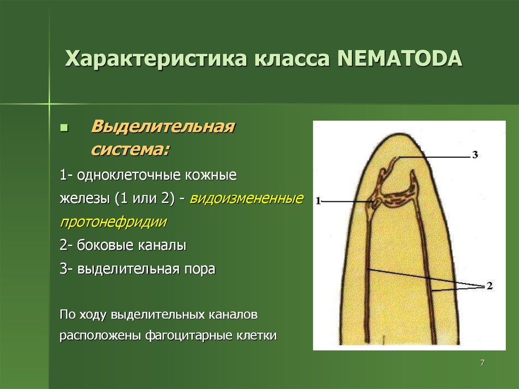 Выделительная система круглых червей