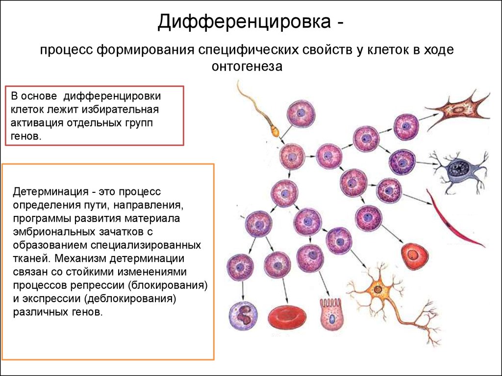 Гены онтогенеза. Дифференцировка эмбриогенез. Дифференцировка клеток и тканей в ходе онтогенеза. Механизмы клеточной дифференцировки. Схема детерминации клеток.