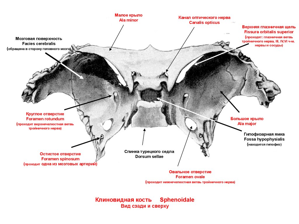 Малое крыло. Клиновидная кость анатомия отверстия. Клиновидная кость строение вид сверху. Клиновидный отросток клиновидной кости. Мозговая поверхность большого крыла клиновидной кости.