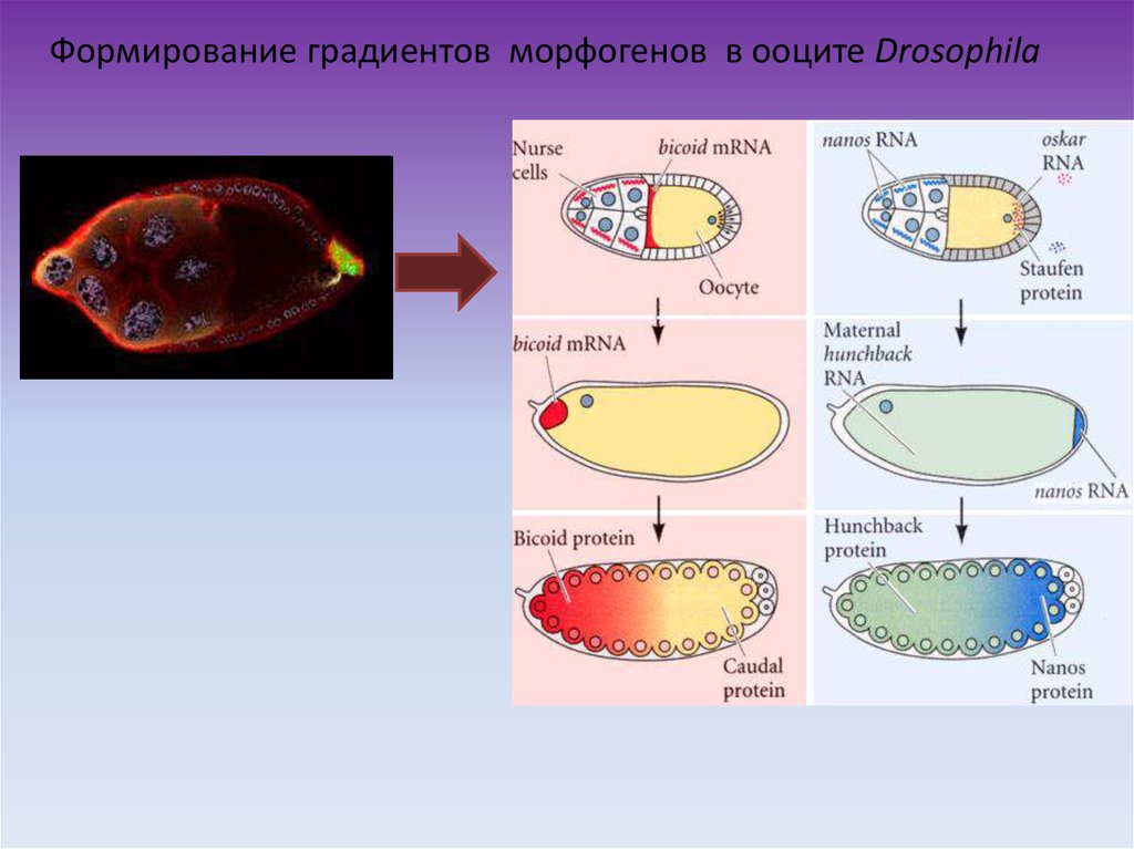 Оси зародыша. Эмбриональное развитие дрозофилы. • Морфогенез дыхательной системы. Градиент морфогенов. Понятие морфогенов и градиентов их концентраций.