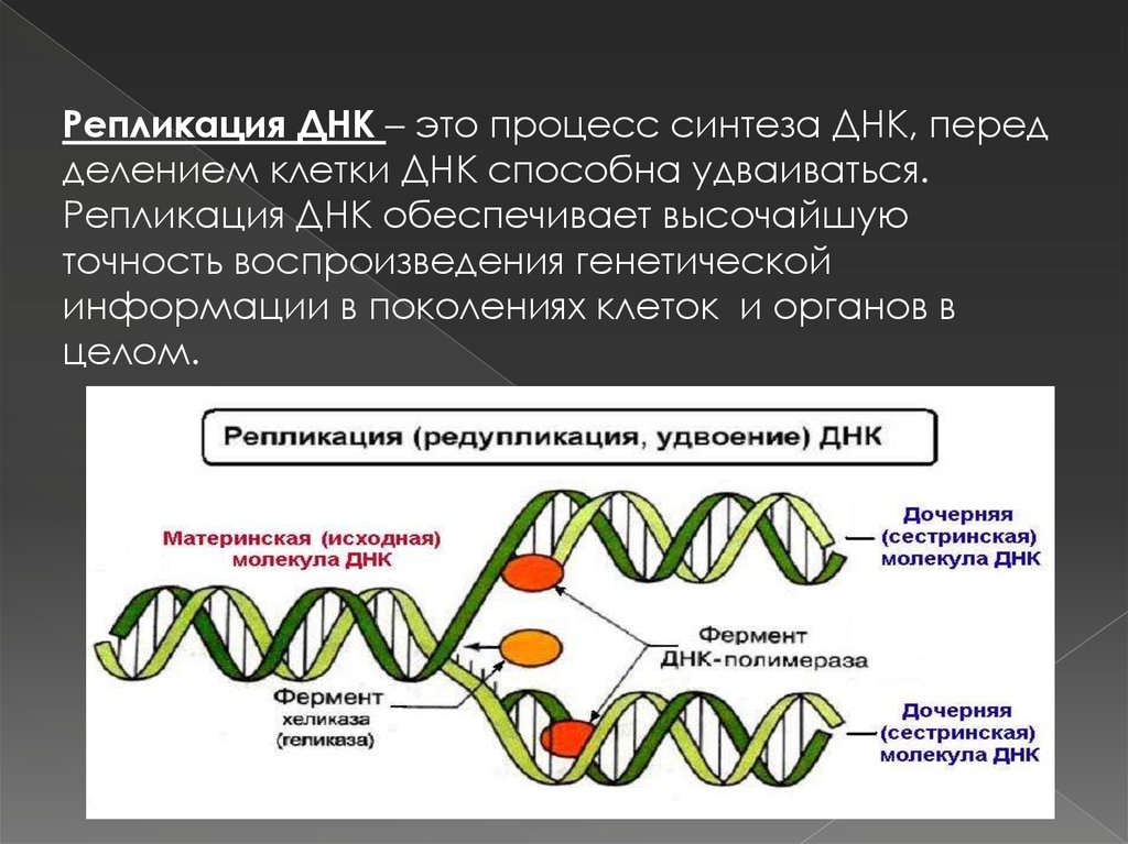 Образование дочерних днк