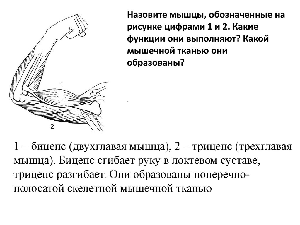 Назовите мышцы обозначенные на рисунке цифрами 1 и 2 какие функции они выполняют какой мышечной