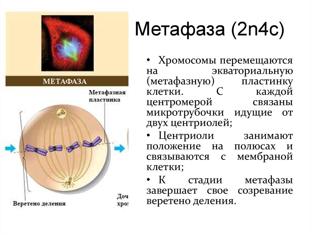 В метафазе митоза происходит