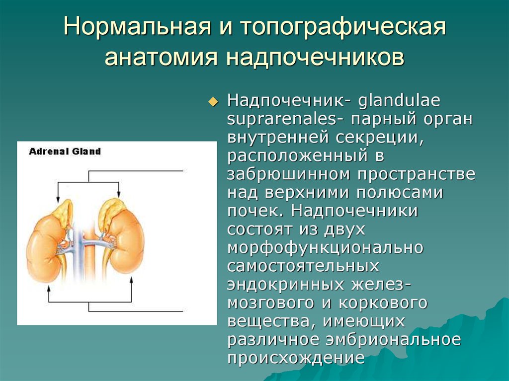 Надпочечники не лоцируются