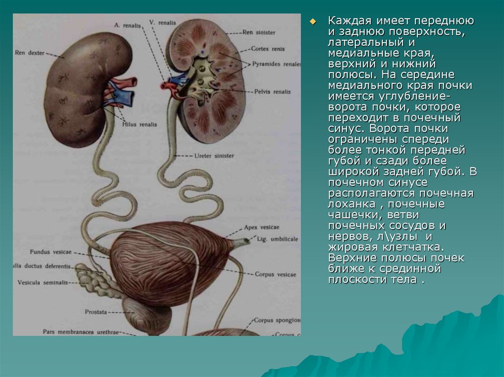 Латеральный край почки