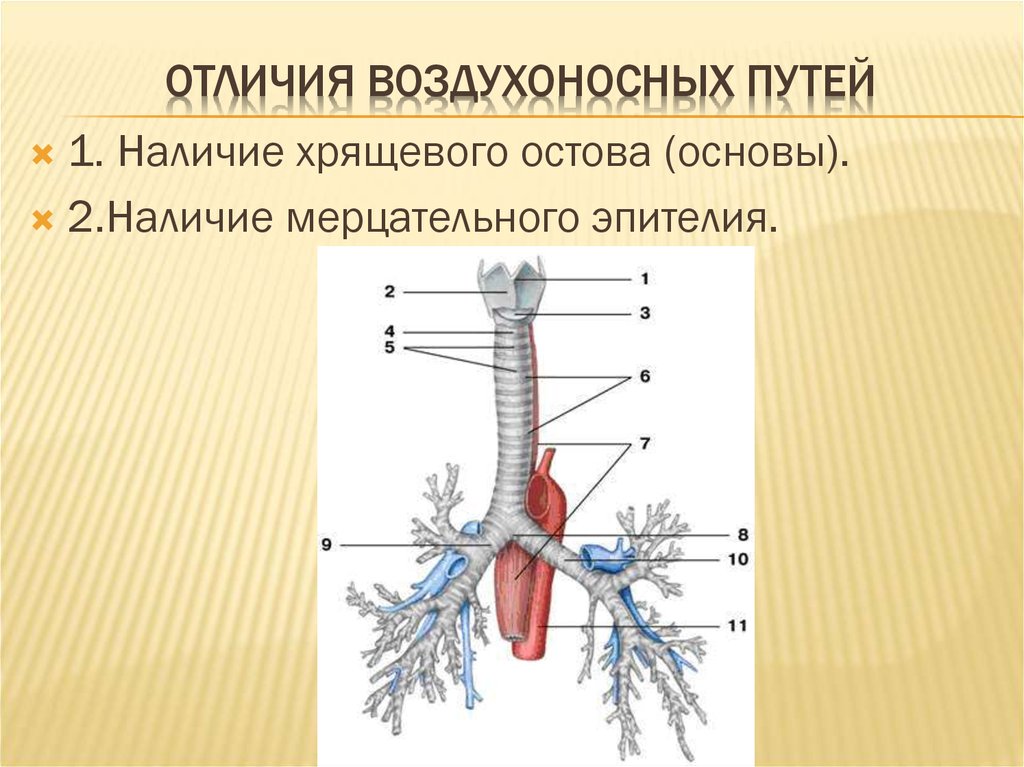 Воздухоносные пути человека представлены системой трахей