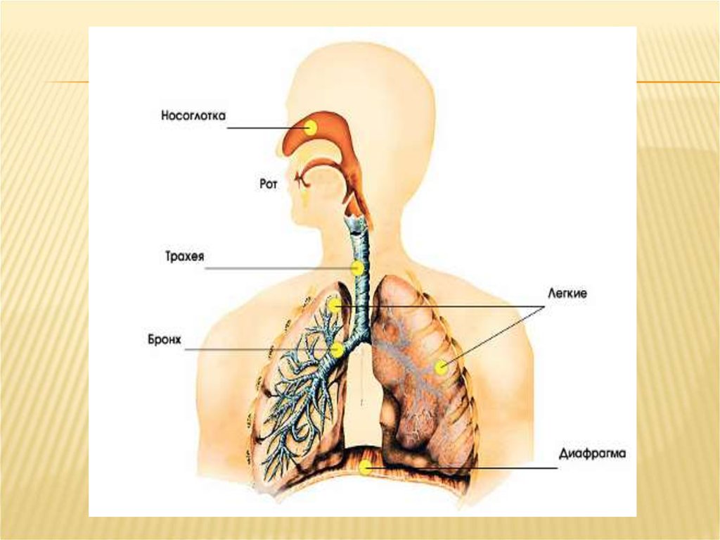 Диафрагма дыхательная система. Воздухоносные пути дыхательной системы человека. Дыхательная система человека носоглотка. Органы дыхания легкие воздухоносные пути. Воздухоносные пути носовая полость.
