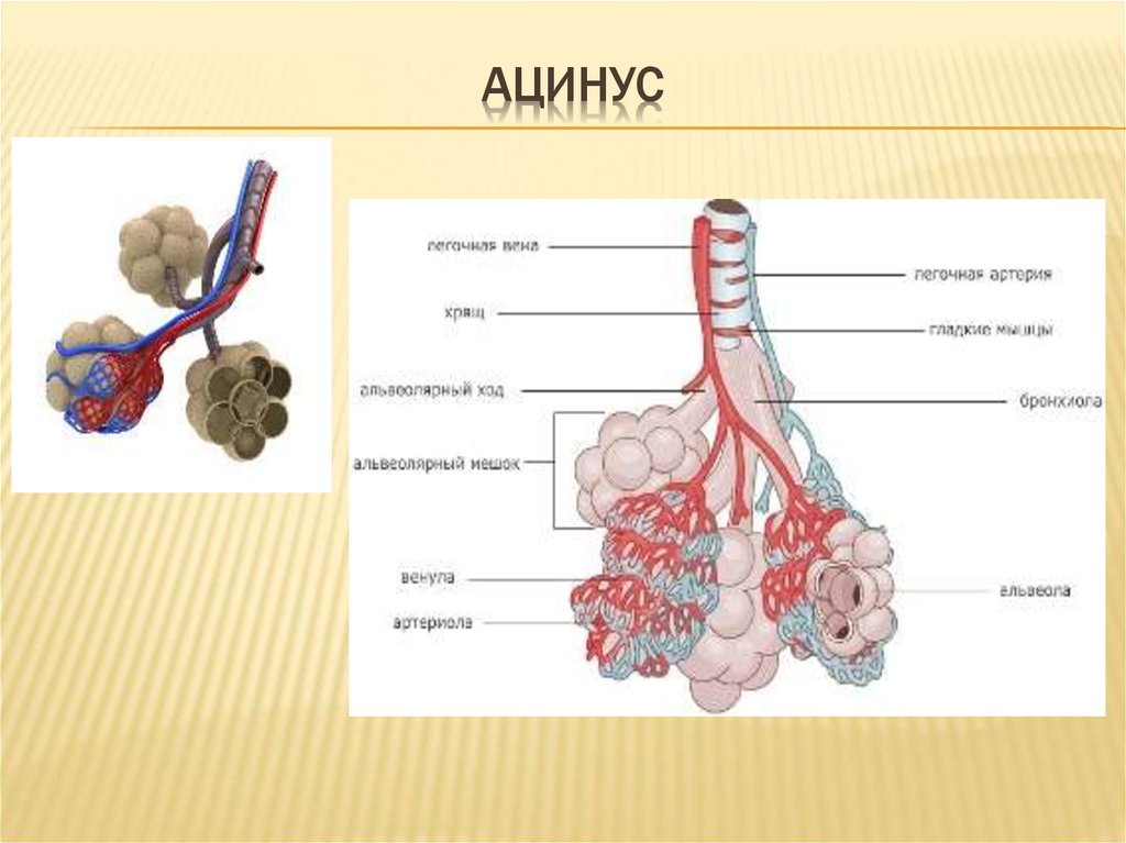 Схема строения ацинуса легкого