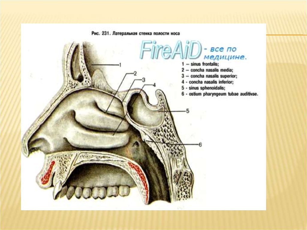 Носовая полость схема