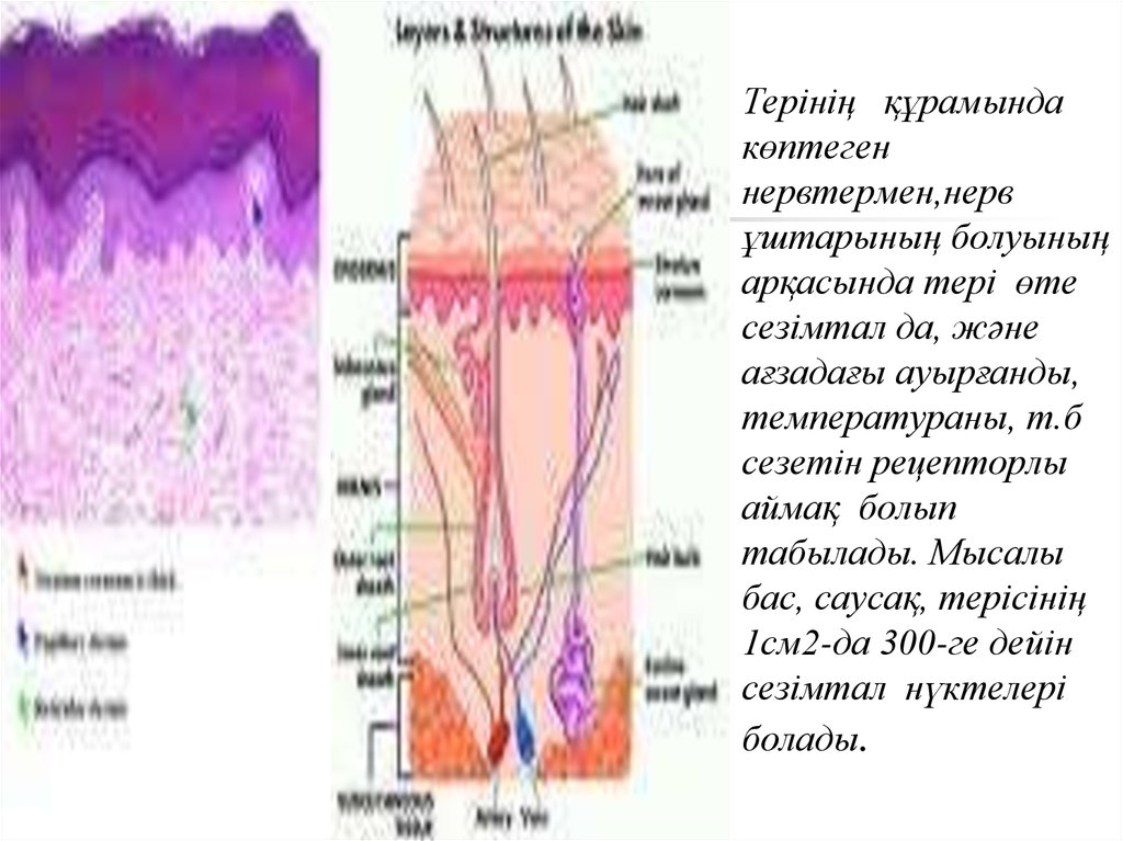 Тері анатомиясы презентация