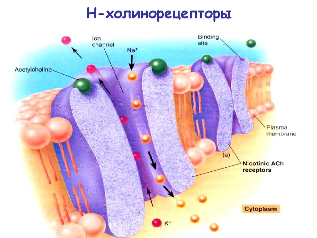 Строение м. Мускариновые холинорецепторы. Строение рецептора ацетилхолина. Мускариновые холинорецепторы строение. Н холинорецепторы строение.