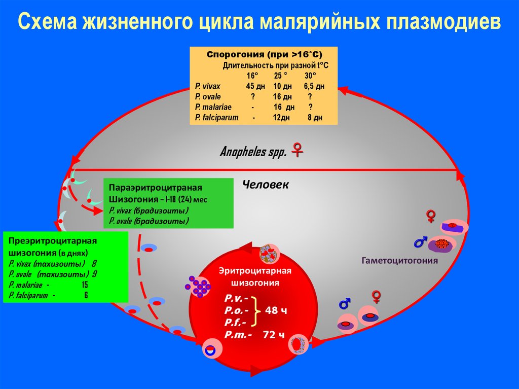 Plasmodium spp., Plasmodium falciparum, Plasmodium vivax, ДНК [реал‑тайм ПЦР]