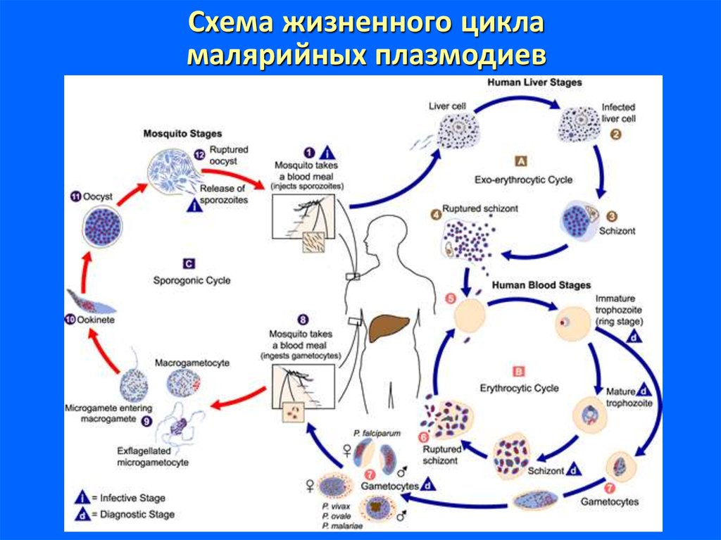 Plasmodium spp., Plasmodium falciparum, Plasmodium vivax, ДНК [реал‑тайм ПЦР]