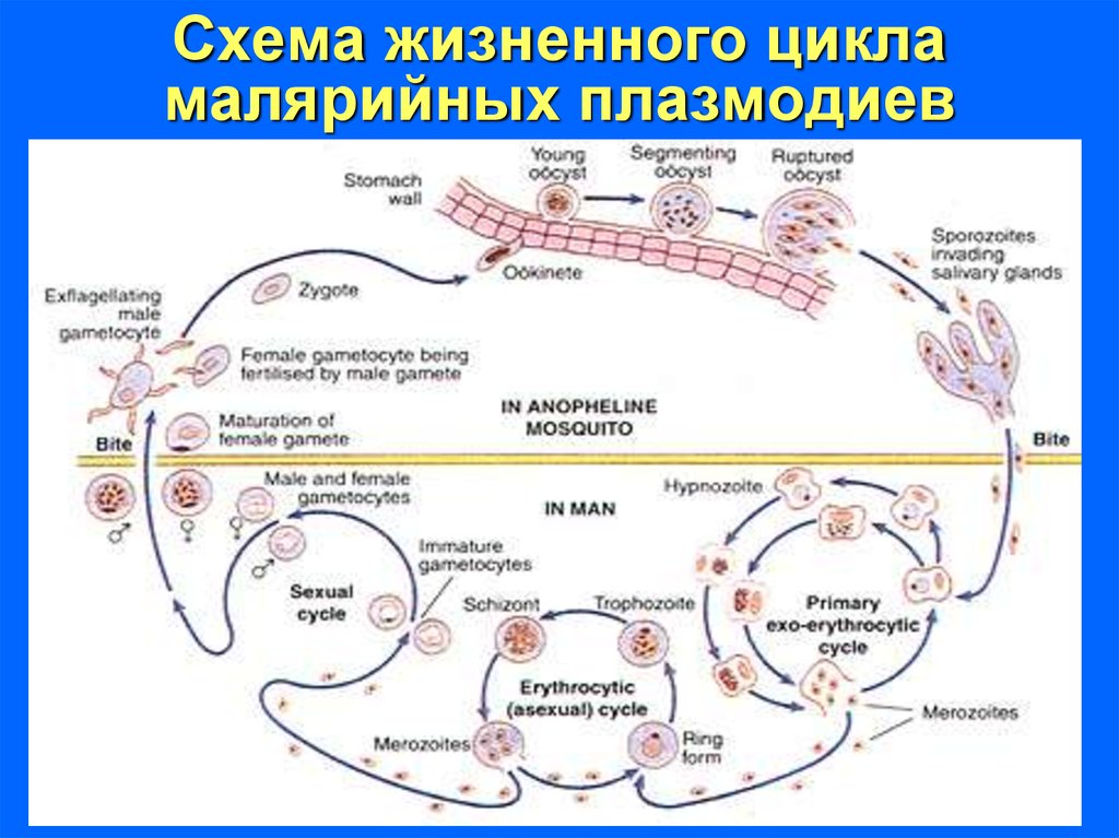 Возникновении малярии. Цикл малярийного плазмодия. Жизненный цикл малярийного плазмодия схема. Цикл развития малярийного паразита плазмодий. Жизненный цикл развития малярийного плазмодия схема.