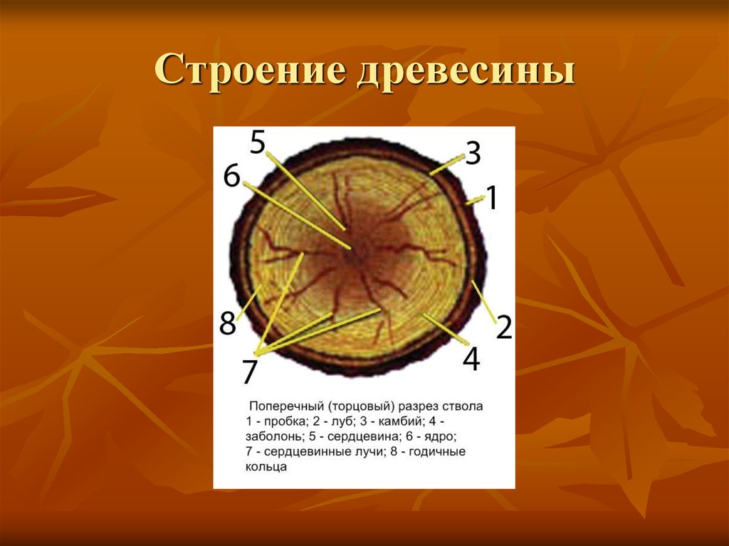 Луб камбий сердцевина древесина пробка. Строение древесины. Строение дерева и древесины. Структура древесины. Древесина и ее строение.