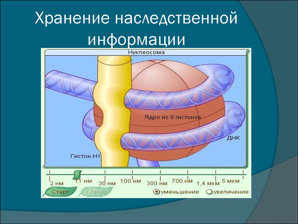 Хранение наследственной информации. Место хранения генетической информации. Хранение наследственной информации в клетке. Место хранения в клетке наследственной информации.