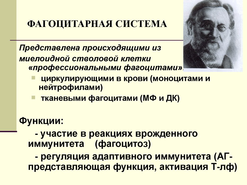 Представляю и происходит. К фагоцитарной системе не относится. Фагоцитарная система. Фагоцитарная система представлена. Фагоцитарная система представлена клетками.