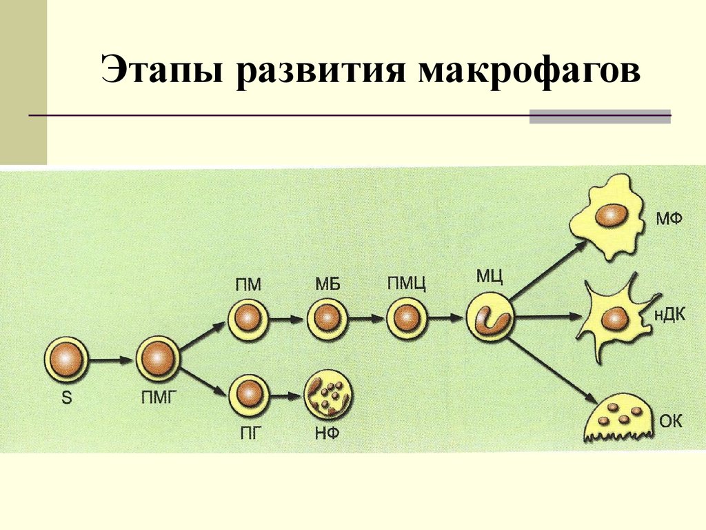 Схема онтогенеза макрофагов