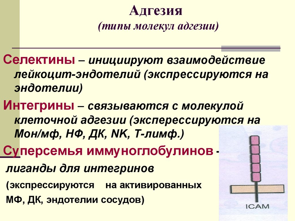 Молекулярный вид. Адгезивные молекулы иммунология. Молекулы адгезии. Молекулы адгезии иммунология. Типы молекул адгезии.