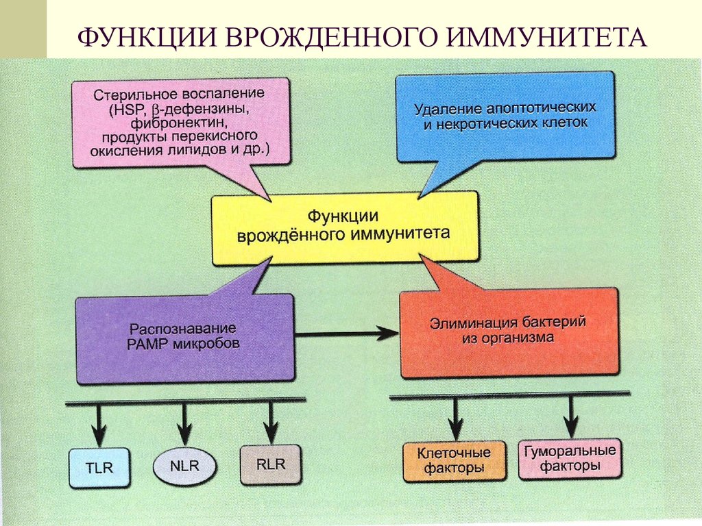 Иммунитет врожденный и приобретенный схема