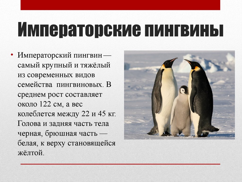 Про пингвина рассказ 1. Императорский Пингвин красная книга. Пингвины занесены в красную книгу. Описание пингвина. Пингвины презентация.